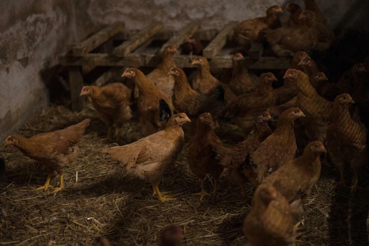 Il Dosso Agriturismo Codigoro Eksteriør billede